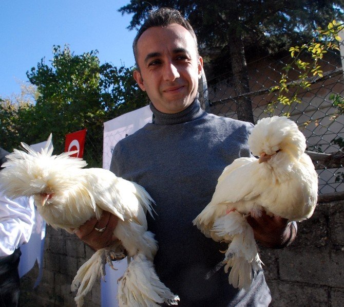 Sultan tavuğu fiyatı ve görüntüsü ile dikkat çekiyor