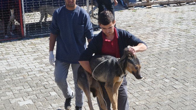 Tosya’da sokak köpekleri kısırlaştırma operasyonu