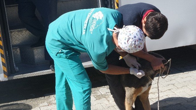 Tosya’da sokak köpekleri kısırlaştırma operasyonu