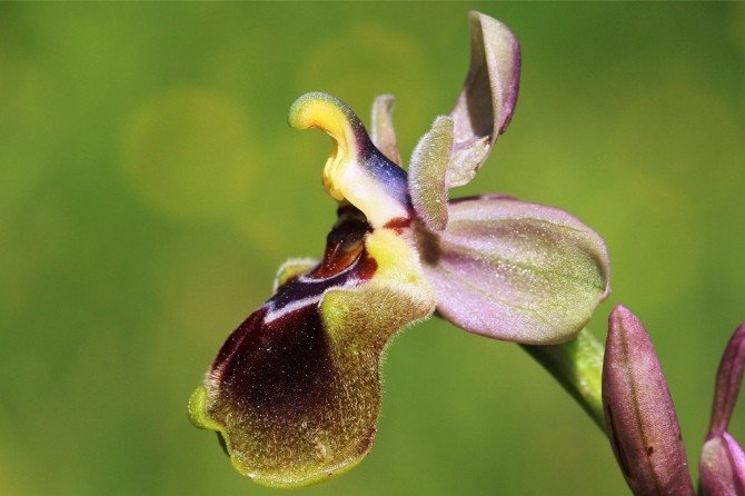 Orkide türleri tehlike altında