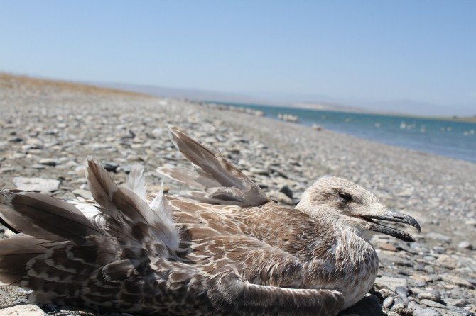 Van’da kuş ölümleri