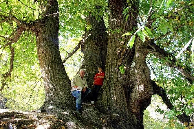 Türkiye’nin en yaşlı kestane ağacı Kütahya’da