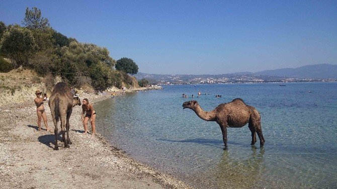 Kuşadası’ndaki eski çıplaklar kampı develere emanet