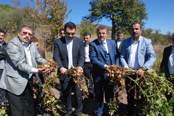 Türkiye’nin ilk ’beyaz patates’ hasadı yapıldı