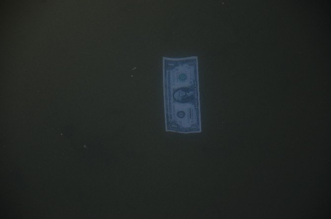 Göle atılan 1 dolarlık banknotlar polisi alarma geçirdi