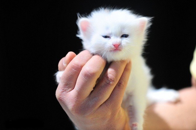 Yavru Van Kedileri Görücüye Çıktı