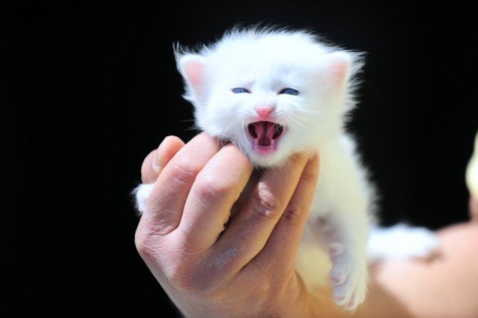 Yavru Van Kedileri Görücüye Çıktı