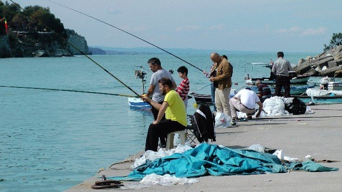 Karadeniz kasabasında balık bolluğu