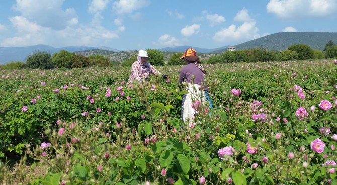 Isparta'da gül hasat sezonu başladı