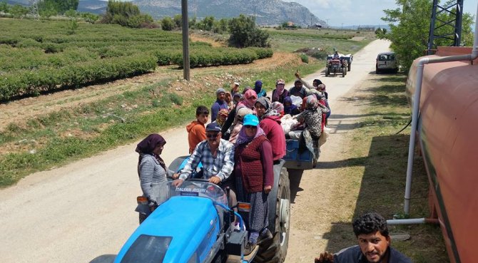 Isparta'da gül hasat sezonu başladı