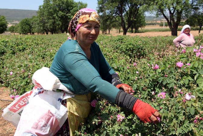 Isparta'da gül hasat sezonu başladı