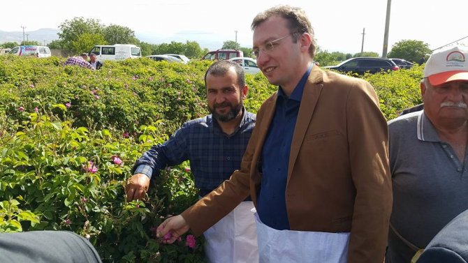 Isparta'da gül hasat sezonu başladı