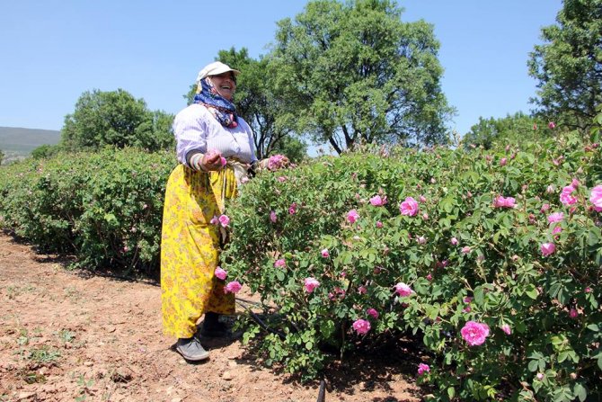 Isparta'da gül hasat sezonu başladı