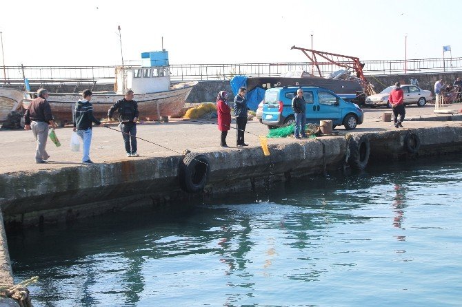 Karadeniz’de deniz suyunun aniden soğuması balıkları şoka soktu