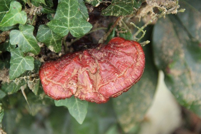 4 yıldır aradığı ‘ölümsüzlük mantarı’nı buldu