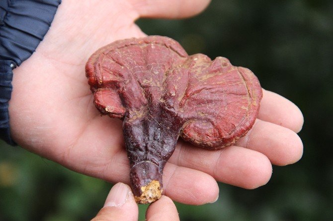 4 yıldır aradığı ‘ölümsüzlük mantarı’nı buldu