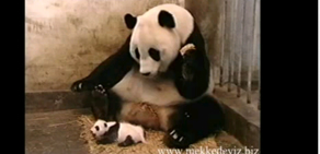 Pandanın Çocuk Korkusu