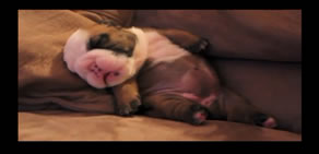 Bulldogun bu haline kopacaksınız