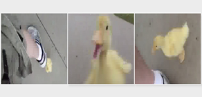 Ördek yavrusu adamın peşini bırakmadı