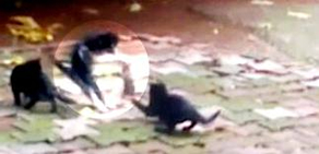 Fare, kedilere 'Oğlum bak git' dedi