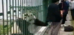 'Panda saldırır mı?' demeyin 