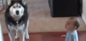 Bebeği Taklit Eden Köpek