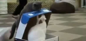 Kedi kediye eşek şakası yaparsa