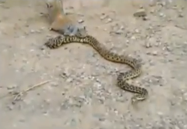 Sincap yılanı avladı