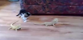 İguanadan Korkan Çılgın Kedi