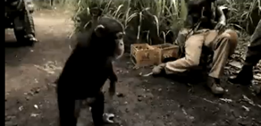 Maymunun eline keleş verilirse 