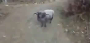 Koç motosiklete kafa tuttu