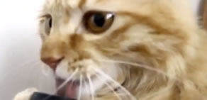 Best Funny Animal Videos Compilation 2013 [HD]