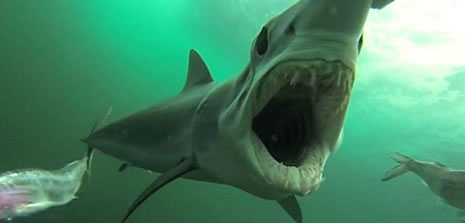 Köpekbalığının saldırı anı kamerada