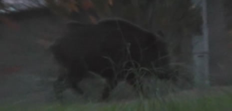 Polis lojmanında domuz paniği 