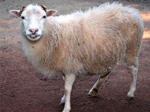 Eğlenceli komik koyun