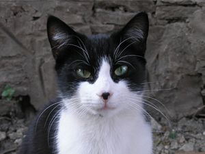 Yaramaz kedi hırsızlık yapıyor