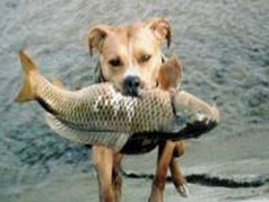 Balık tutan köpek