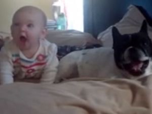 İyi Bebekler ve Hayvanlar Derleme