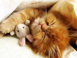 Sıradışı uyuyan kediler