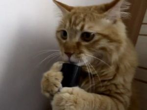 Elektrikli süpürge bağımlısı kedi.