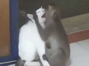 Kedi öpmeye çalışan maymun