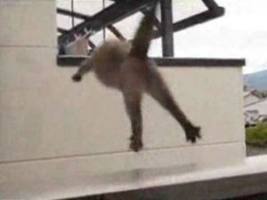 Dünya'nın gelmiş geçmiş en komik kedileri