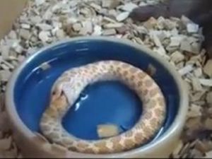 Kendini yiyen yılan!
