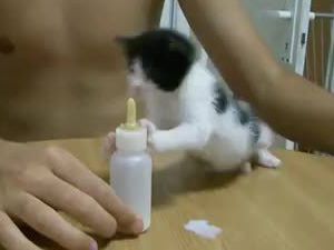 3 Haftalık yavru kedi sütü görünce...
