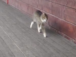 Asker gibi yürüyen kedi