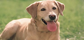 "Hello'' diyen köpek