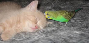 Kuşun kediden intikamı