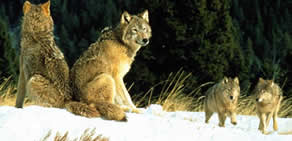 Aç kurt sürüsü otoyola indi