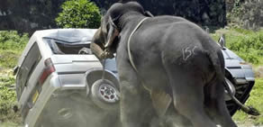 Fil arabaya saldırdı