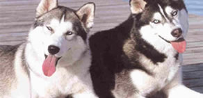 ''Nasılsın'' diyen köpek!